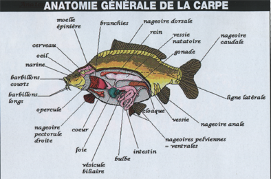 anatomie-carpe.png