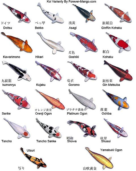 carpe-koi.jpg